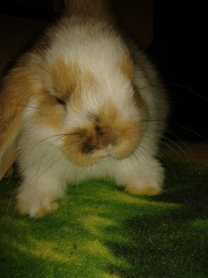 Kanin stald-maliymut 's Eigil må alt (tidligergnaver) billede 4