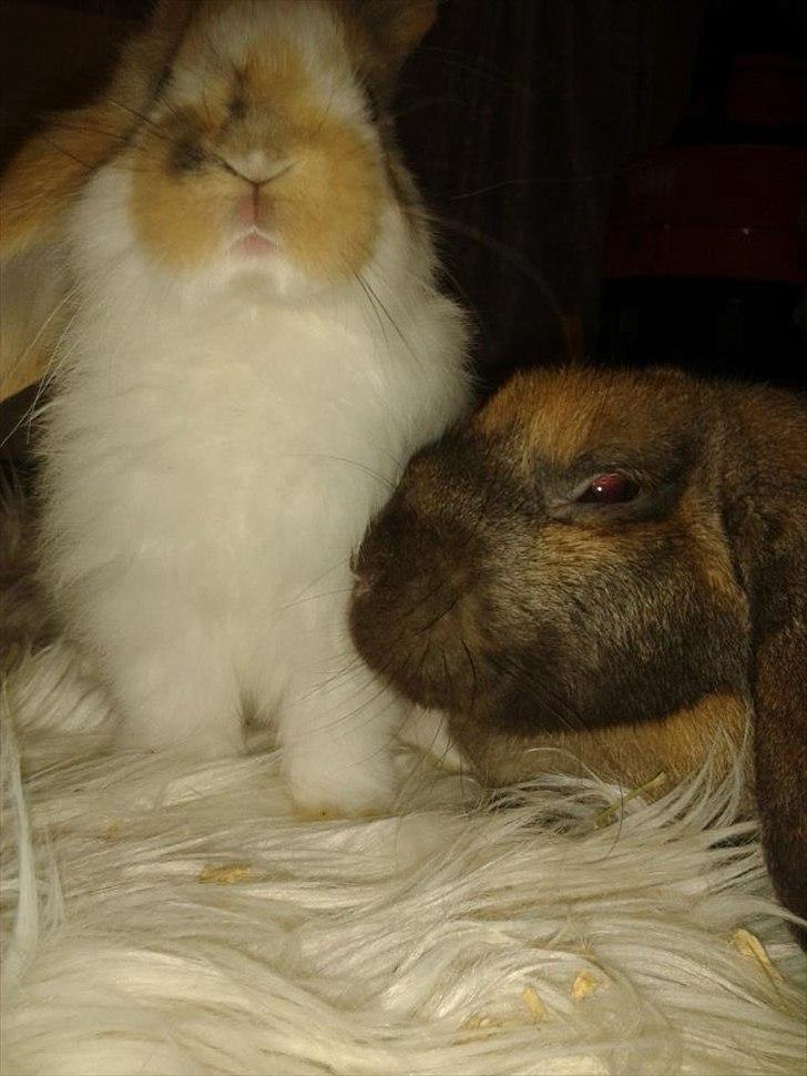 Kanin stald-maliymut 's Eigil må alt (tidligergnaver) - sammen med tosqua :) billede 5