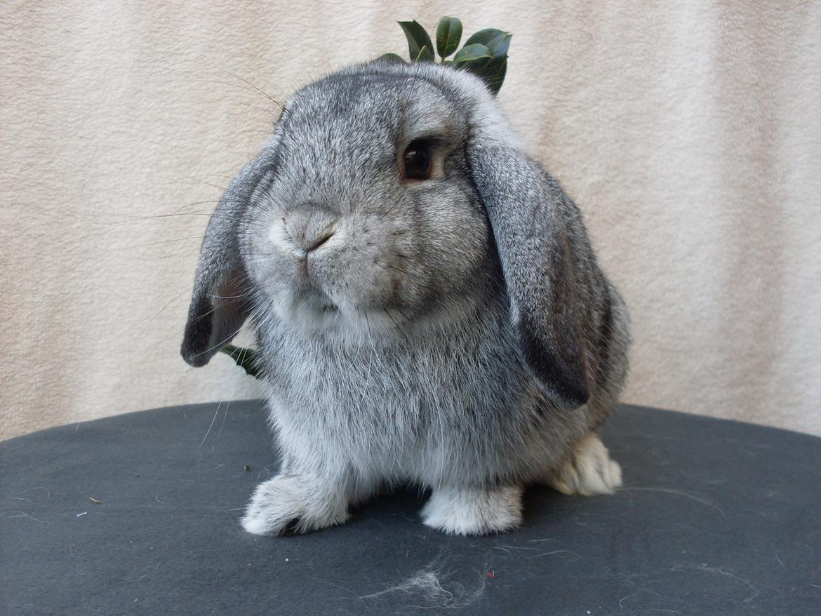 Kanin Sofus billede 8