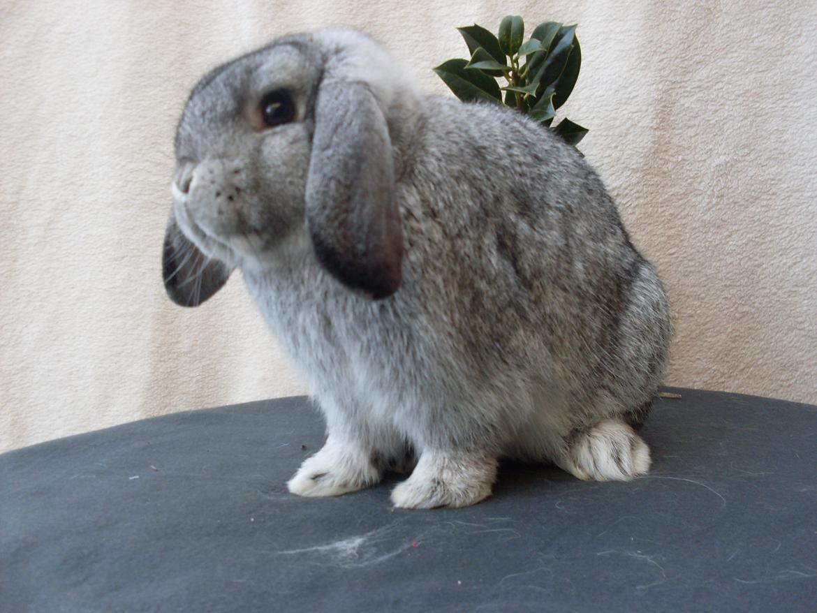 Kanin Sofus billede 9