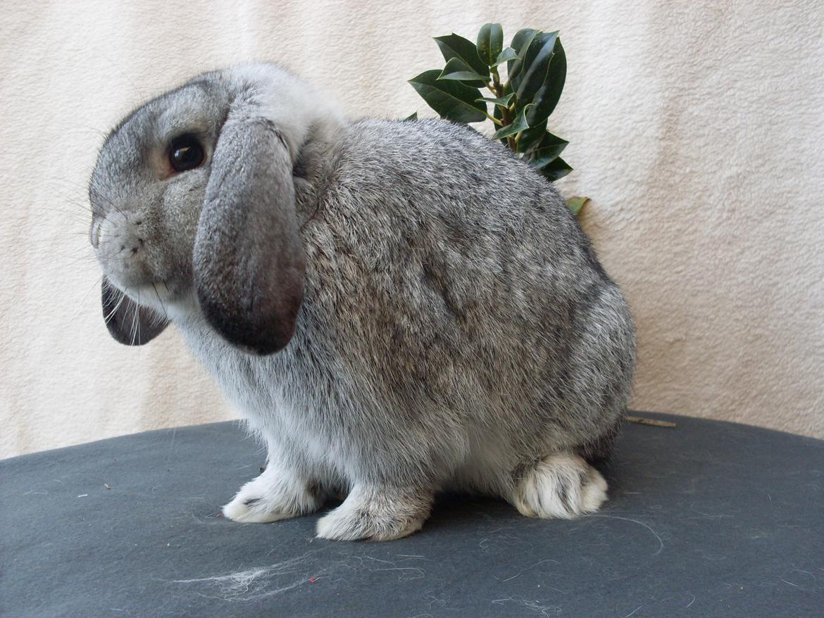 Kanin Sofus billede 10