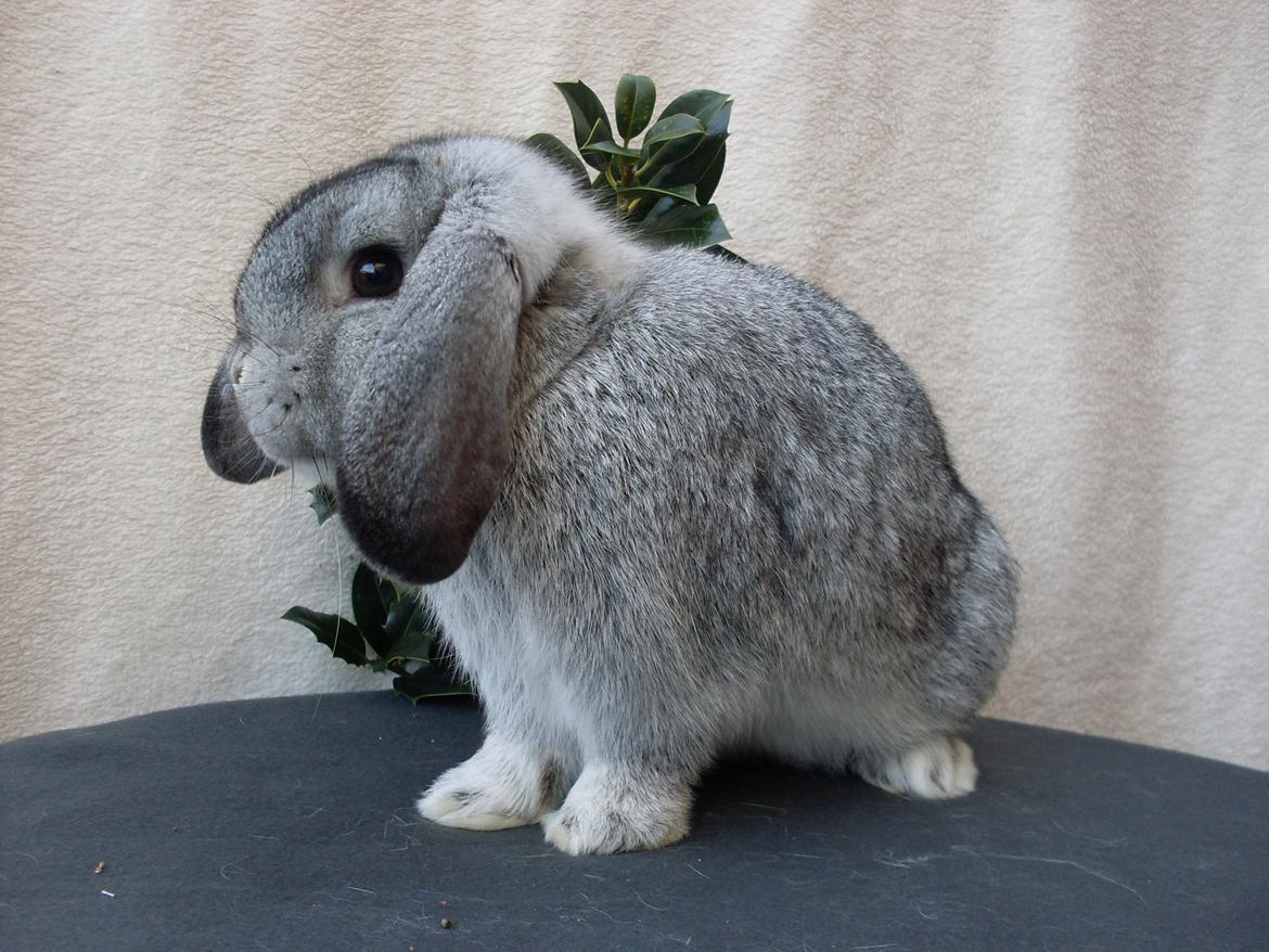 Kanin Sofus billede 11