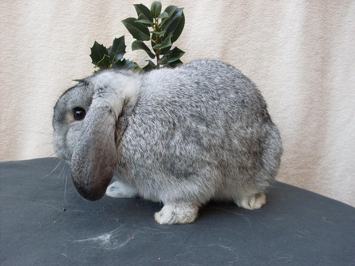 Kanin Sofus billede 12