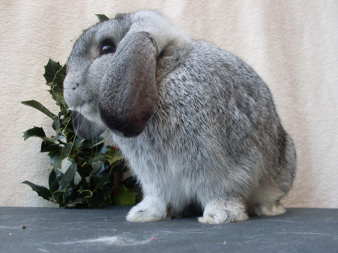 Kanin Sofus billede 2