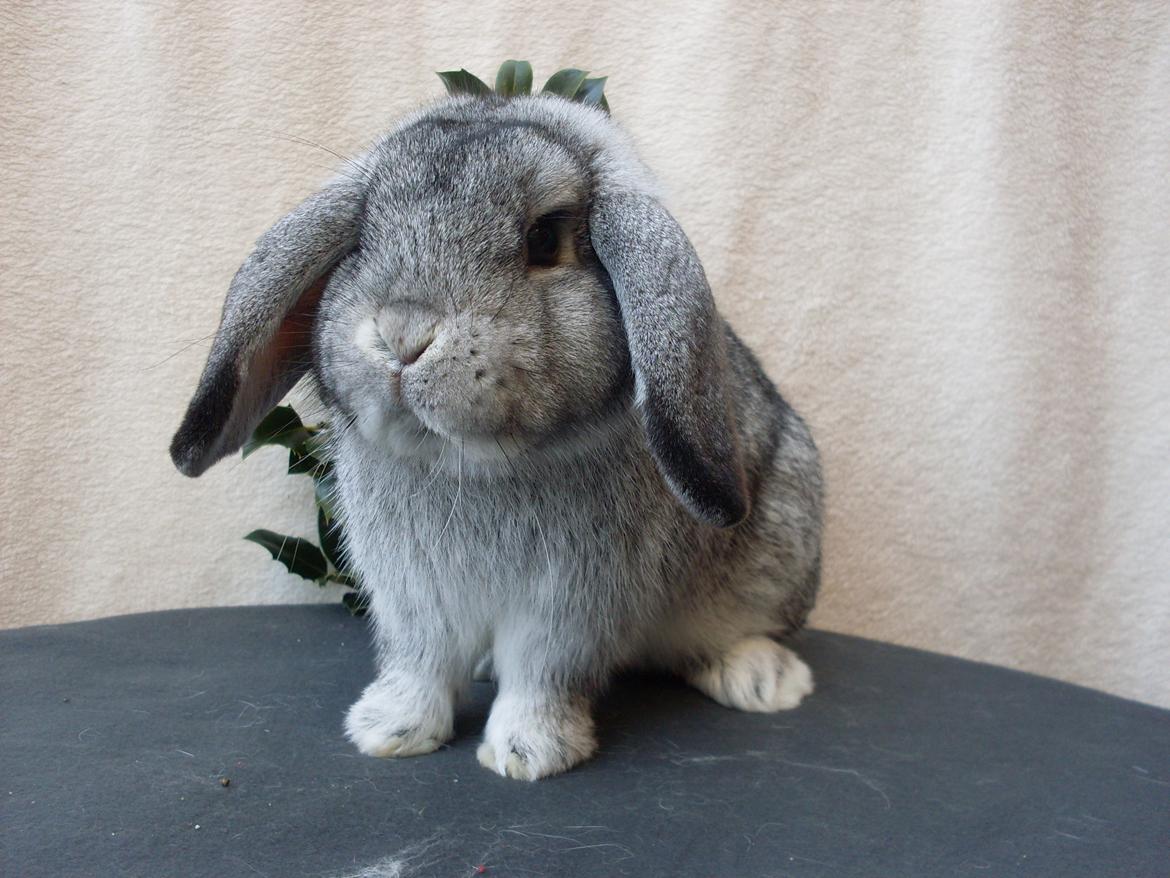 Kanin Sofus billede 13