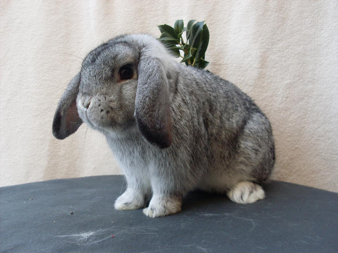 Kanin Sofus billede 14