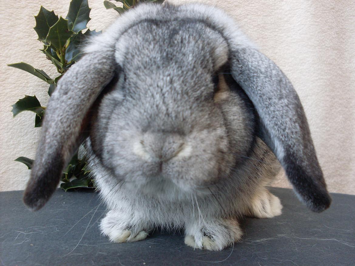 Kanin Sofus billede 15