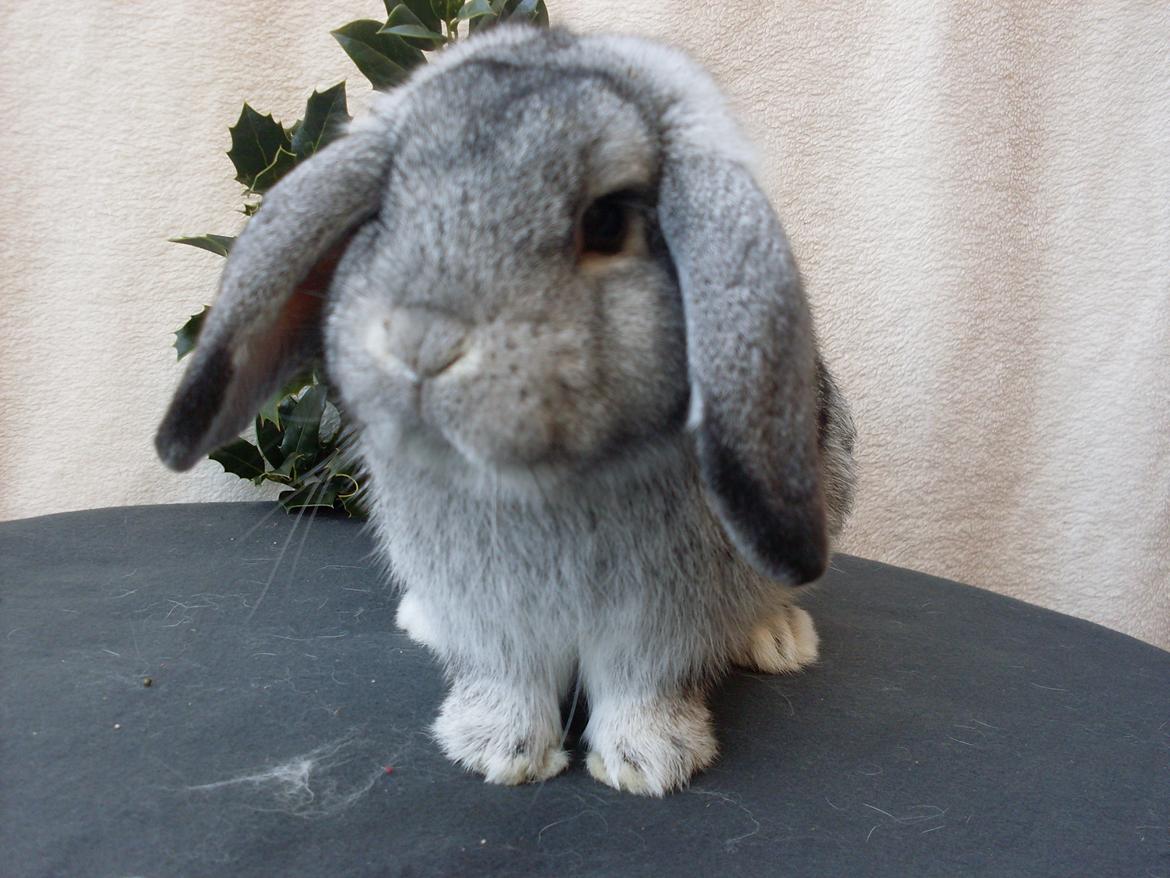 Kanin Sofus billede 16