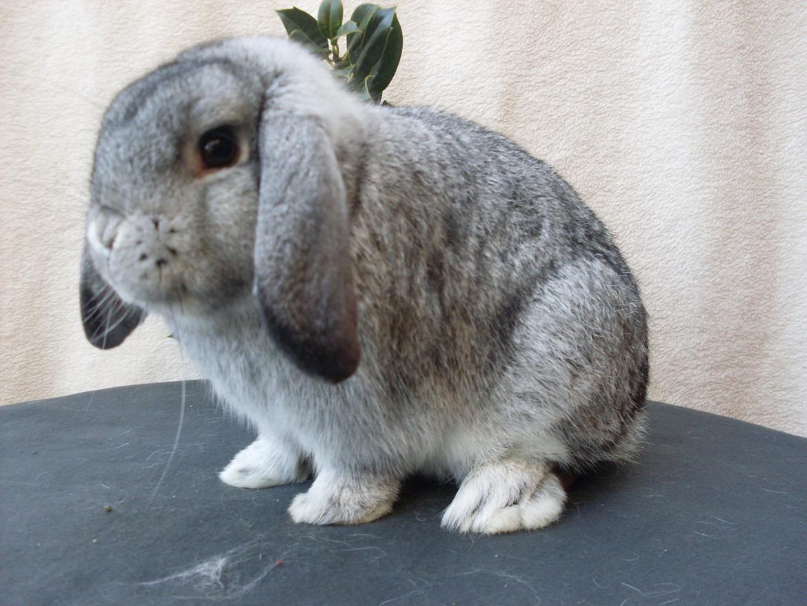 Kanin Sofus billede 17