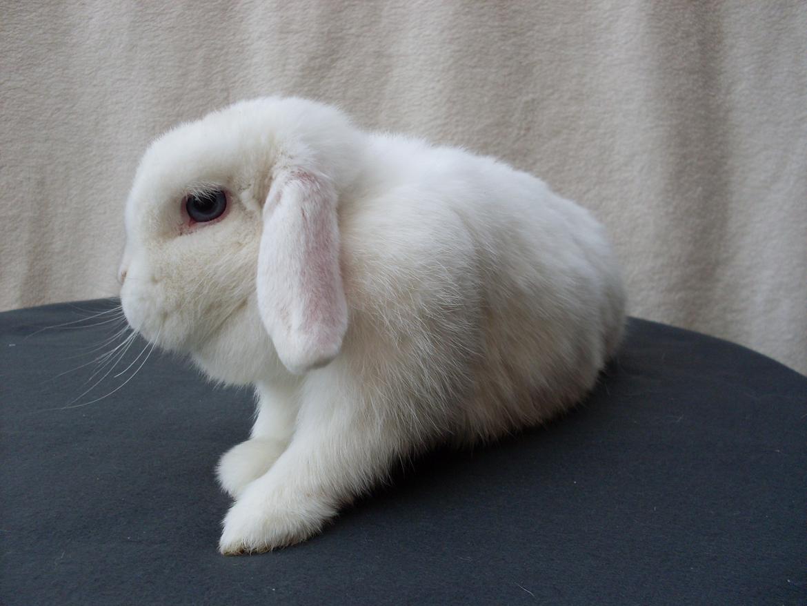 Kanin Miley  billede 13