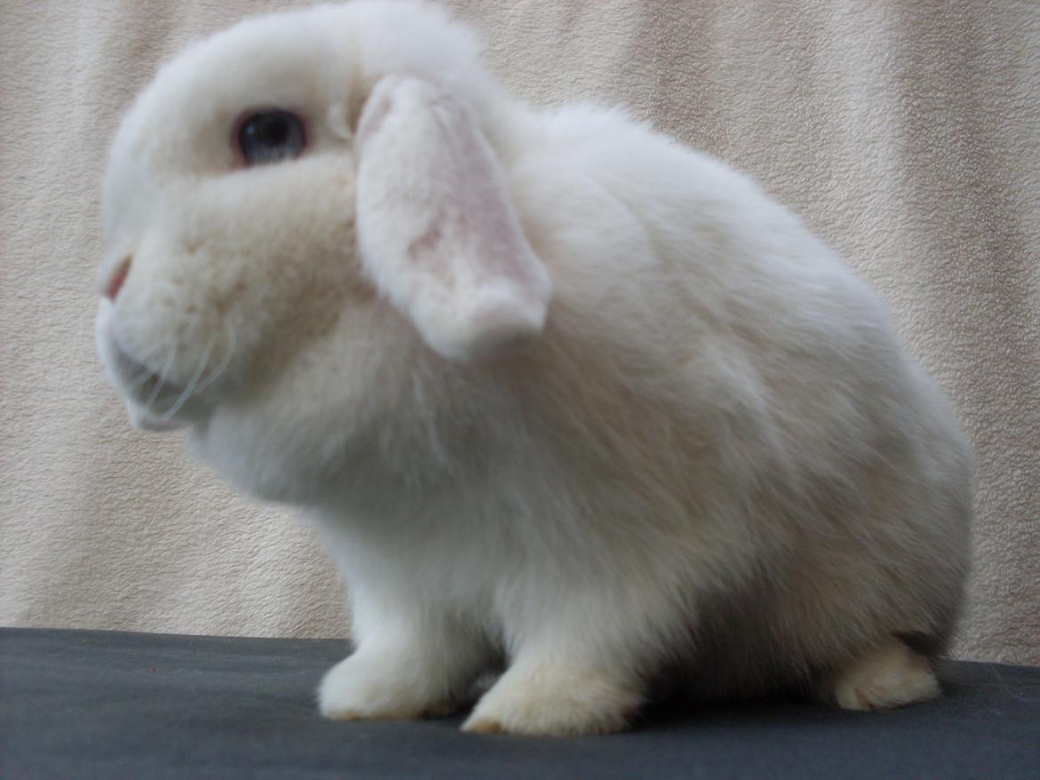 Kanin Miley  billede 14