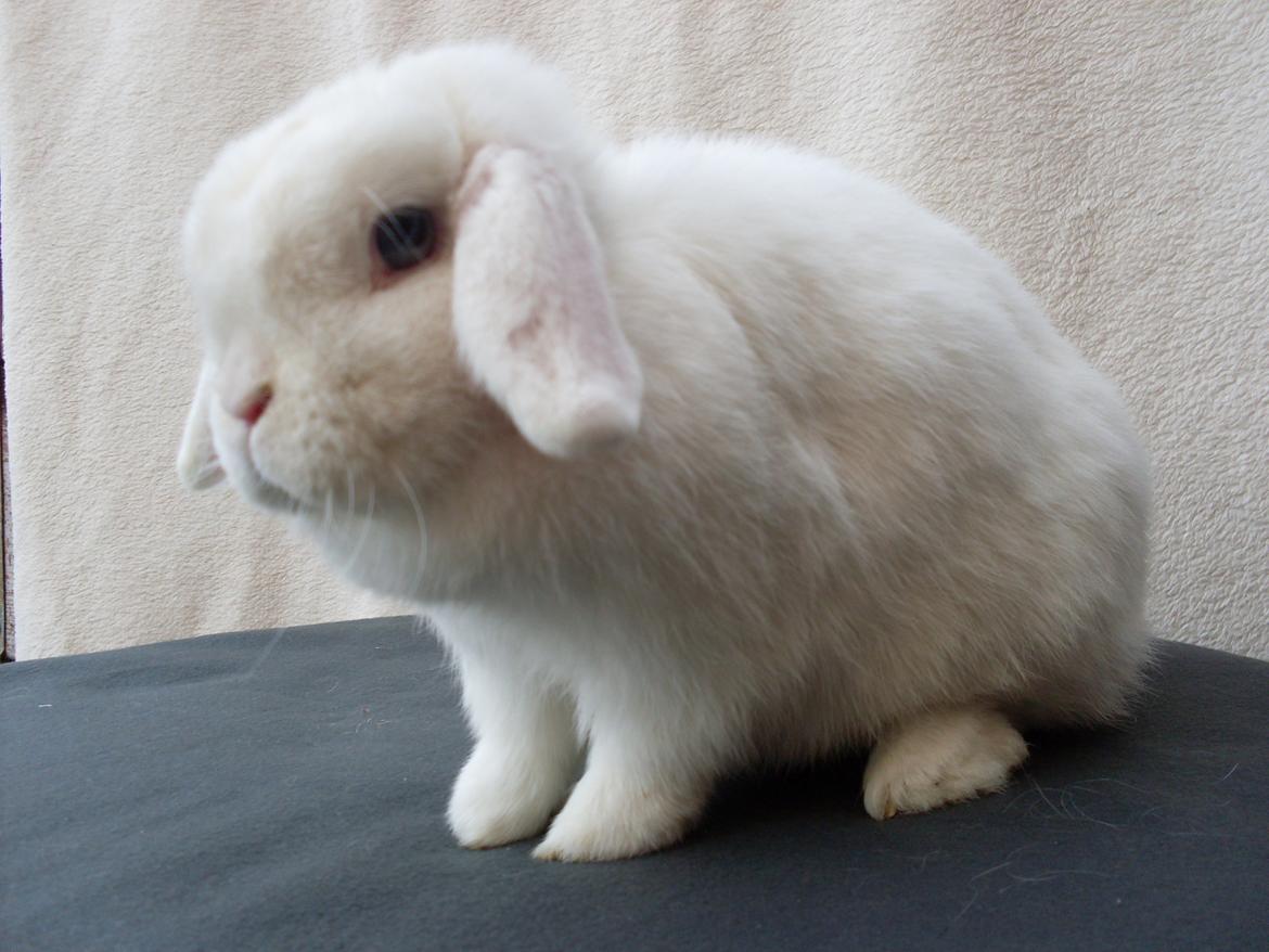 Kanin Miley  billede 15