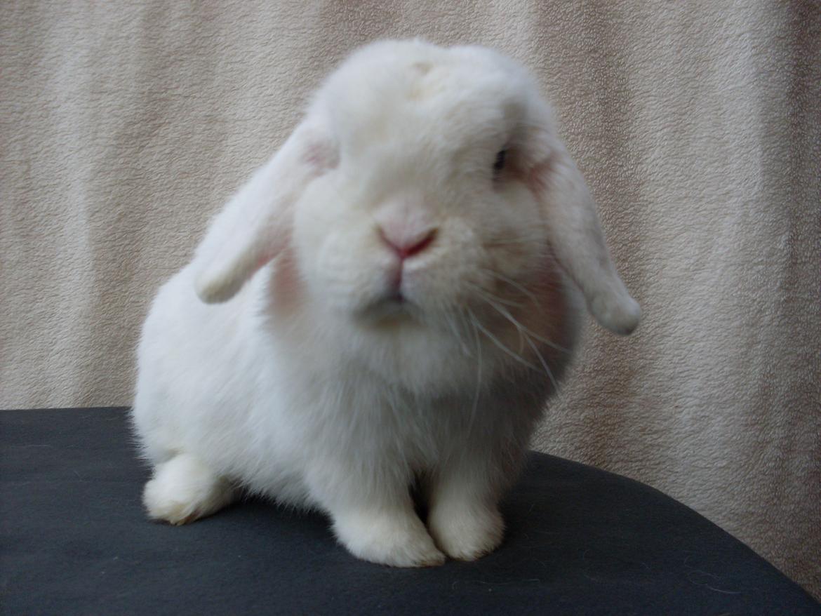 Kanin Miley  billede 16