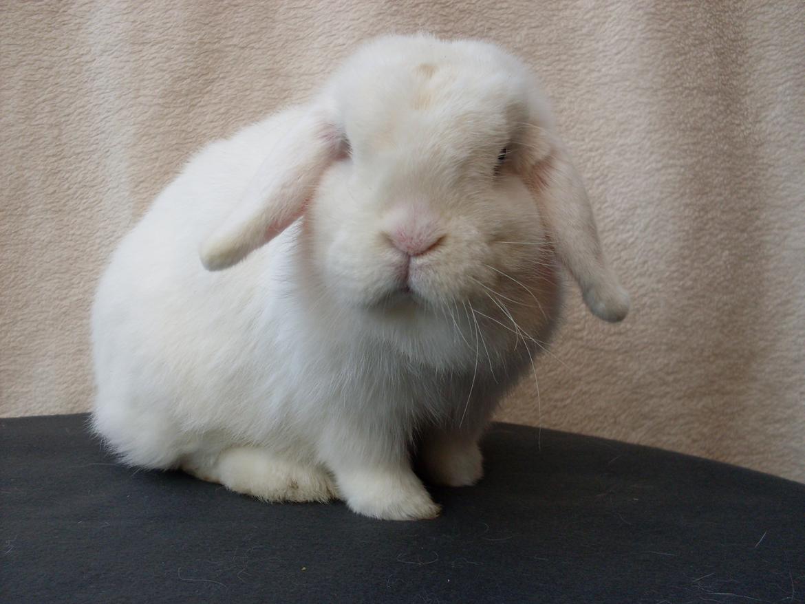 Kanin Miley  billede 18