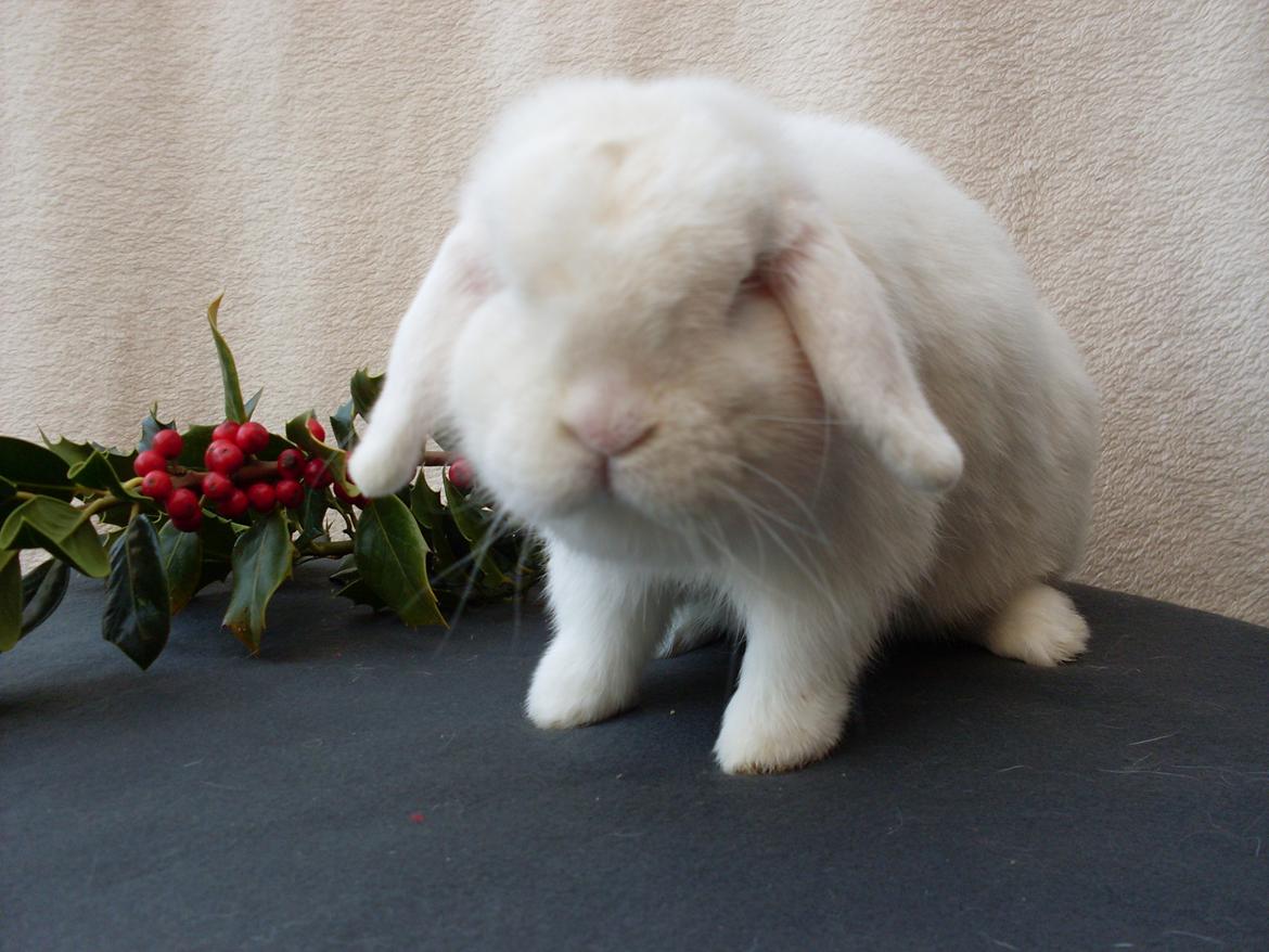 Kanin Miley  billede 19