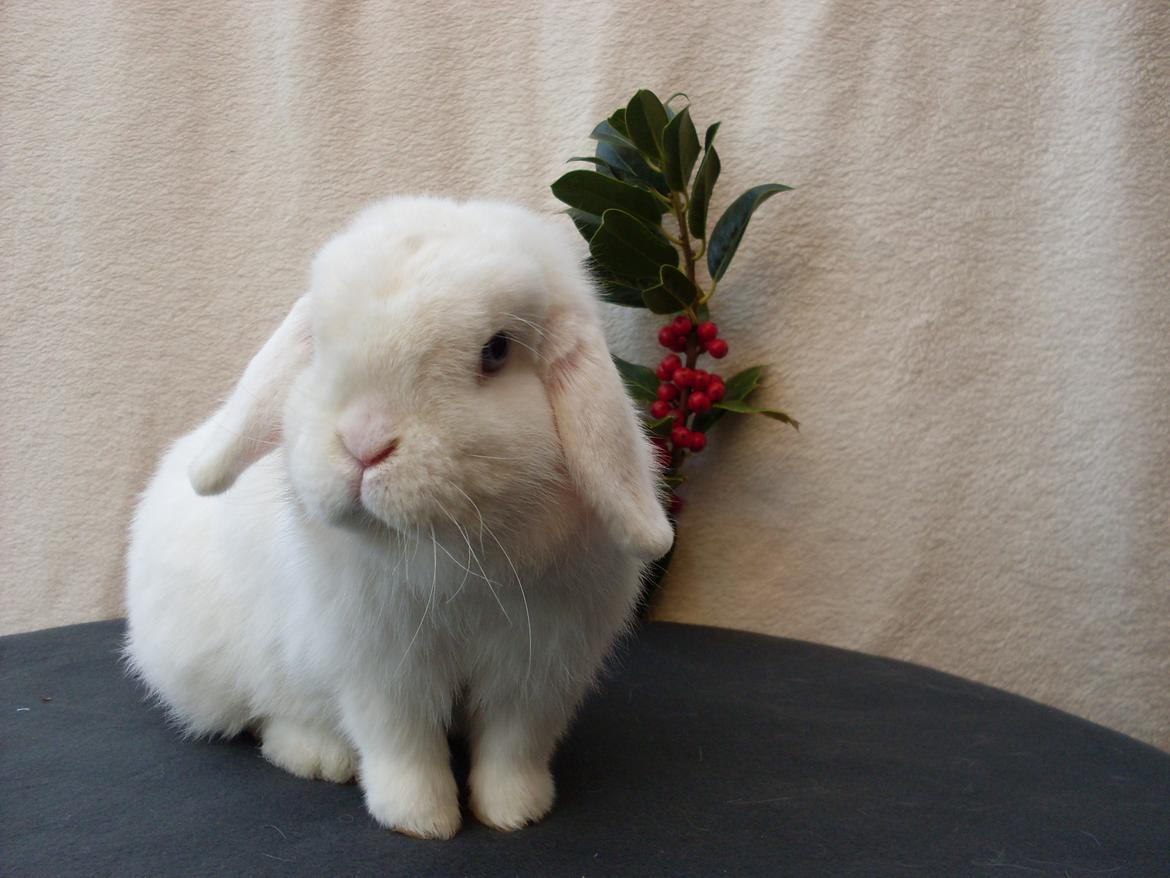 Kanin Miley  billede 2