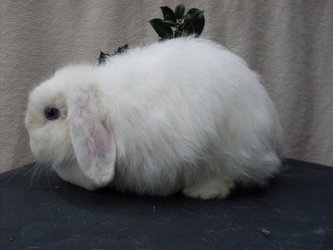 Kanin Snehvide billede 16