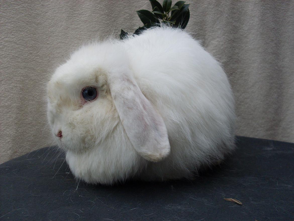 Kanin Snehvide billede 17