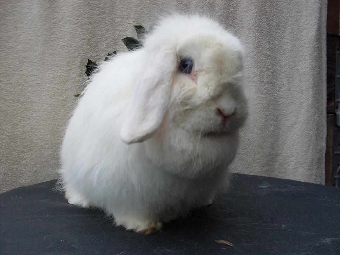 Kanin Snehvide billede 18
