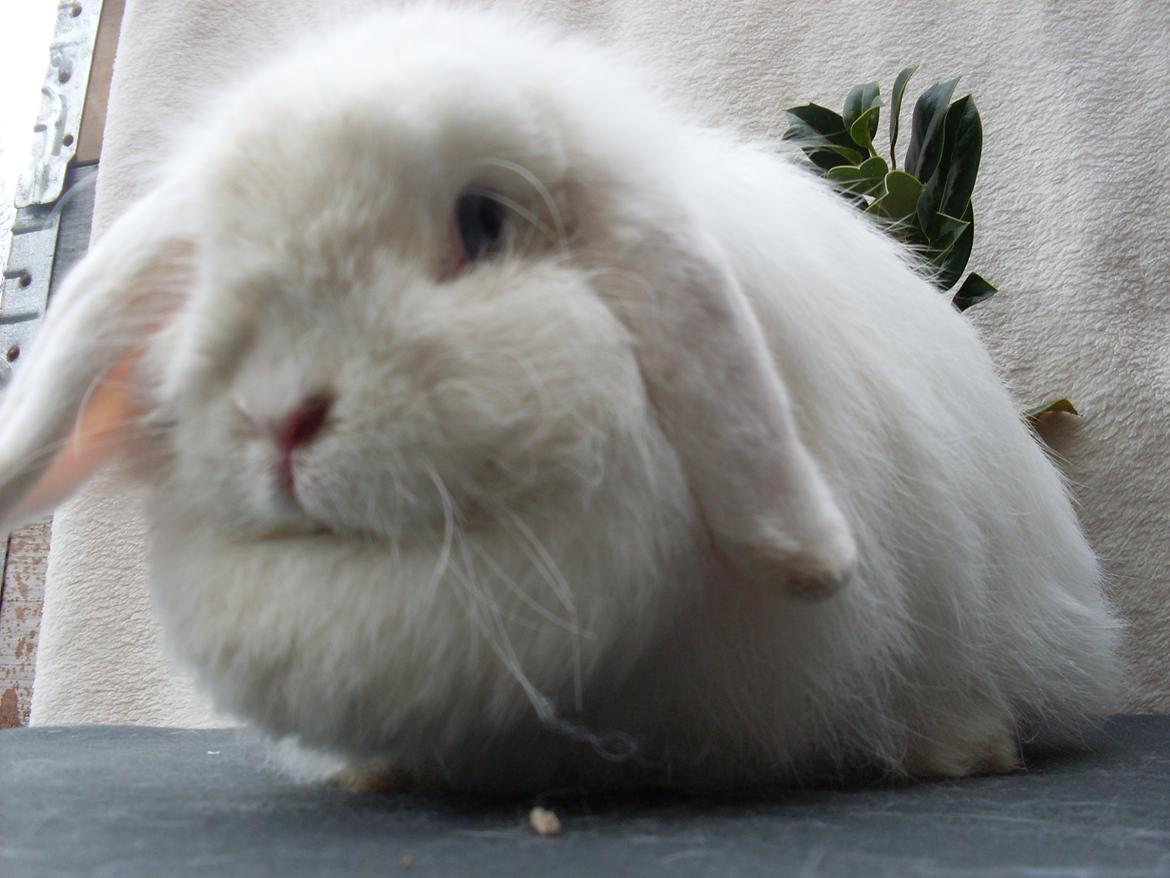 Kanin Snehvide billede 2
