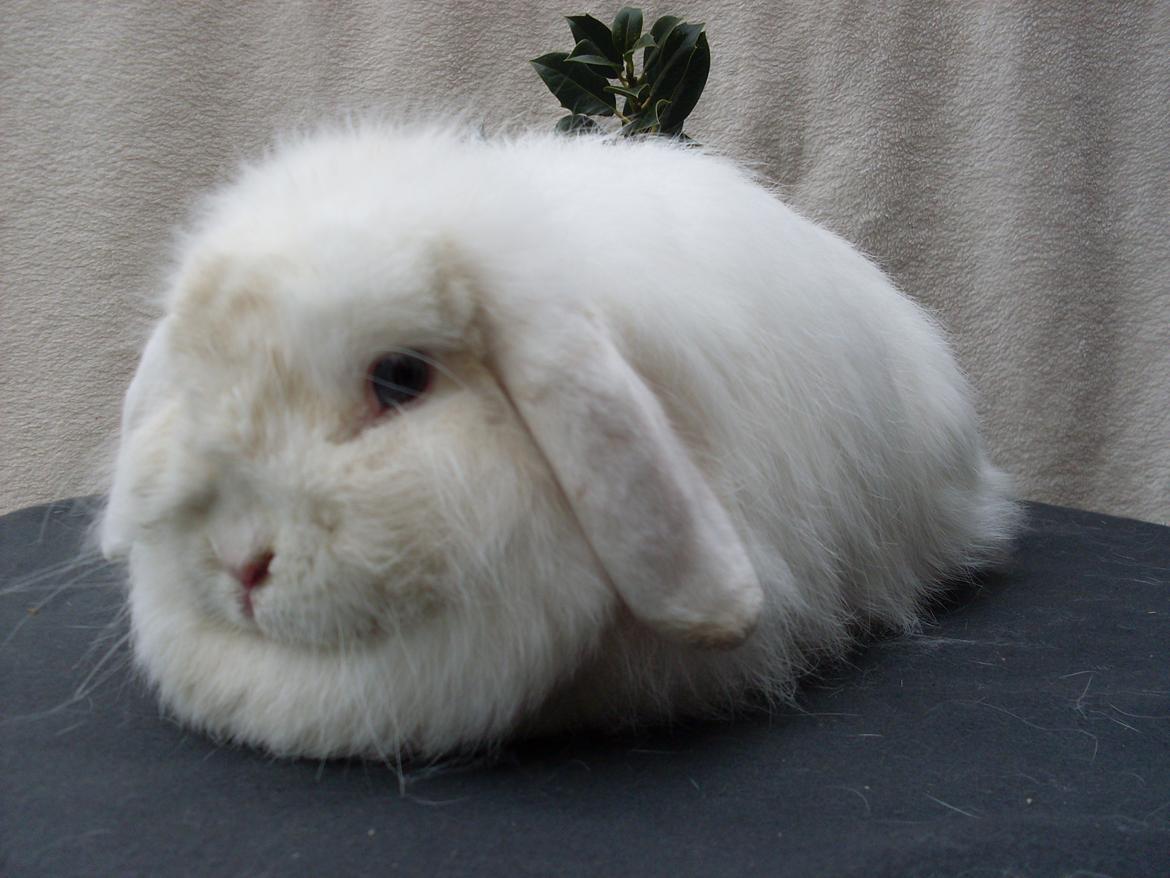 Kanin Snehvide billede 19