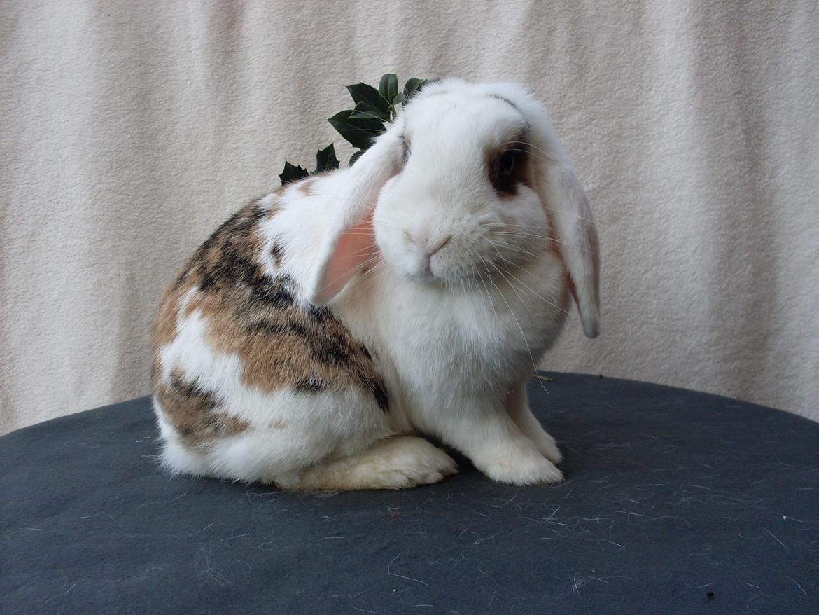 Kanin Soffie billede 1