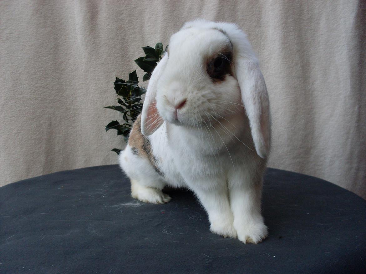 Kanin Soffie billede 20