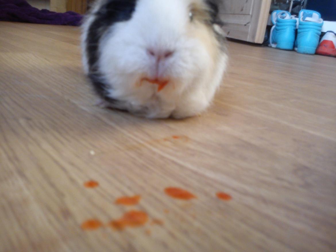 Marsvin Posidon Von Sortfod - en mærkelig sygdom lille polle har fået, den hedder Jeg ELSKER rød peberfrugt. ;D  billede 9