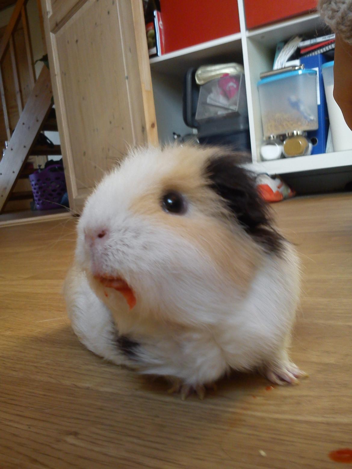 Marsvin Posidon Von Sortfod - en mærkelig sygdom lille polle har fået, den hedder Jeg ELSKER rød peberfrugt. ;D  billede 10