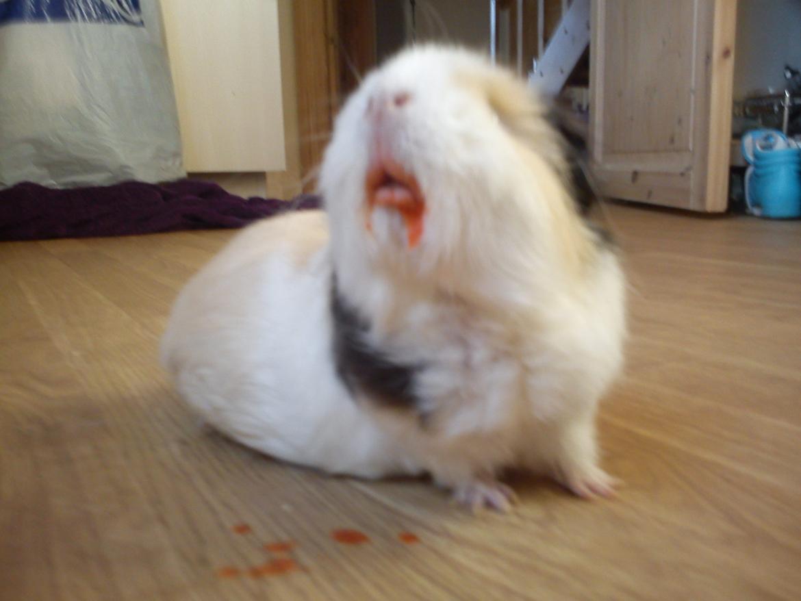 Marsvin Posidon Von Sortfod - en mærkelig sygdom lille polle har fået, den hedder Jeg ELSKER rød peberfrugt. ;D  billede 11