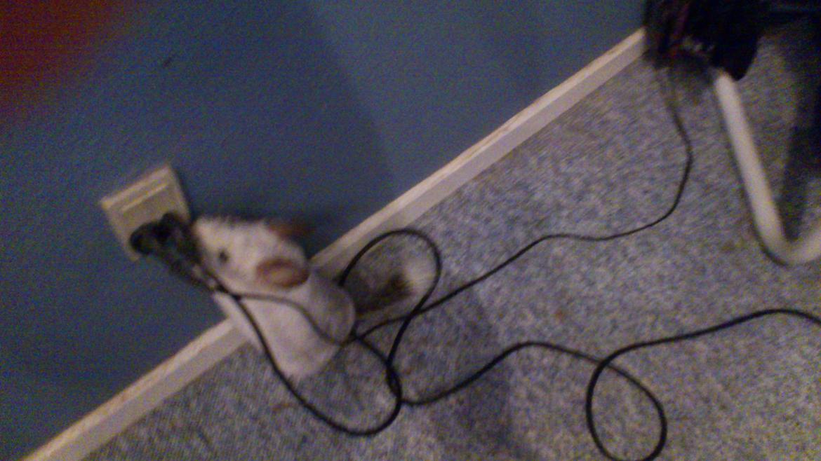 Chinchilla Chico billede 11