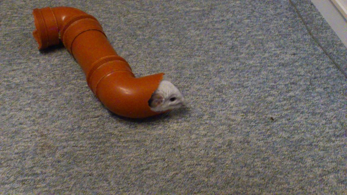 Chinchilla Chico billede 12