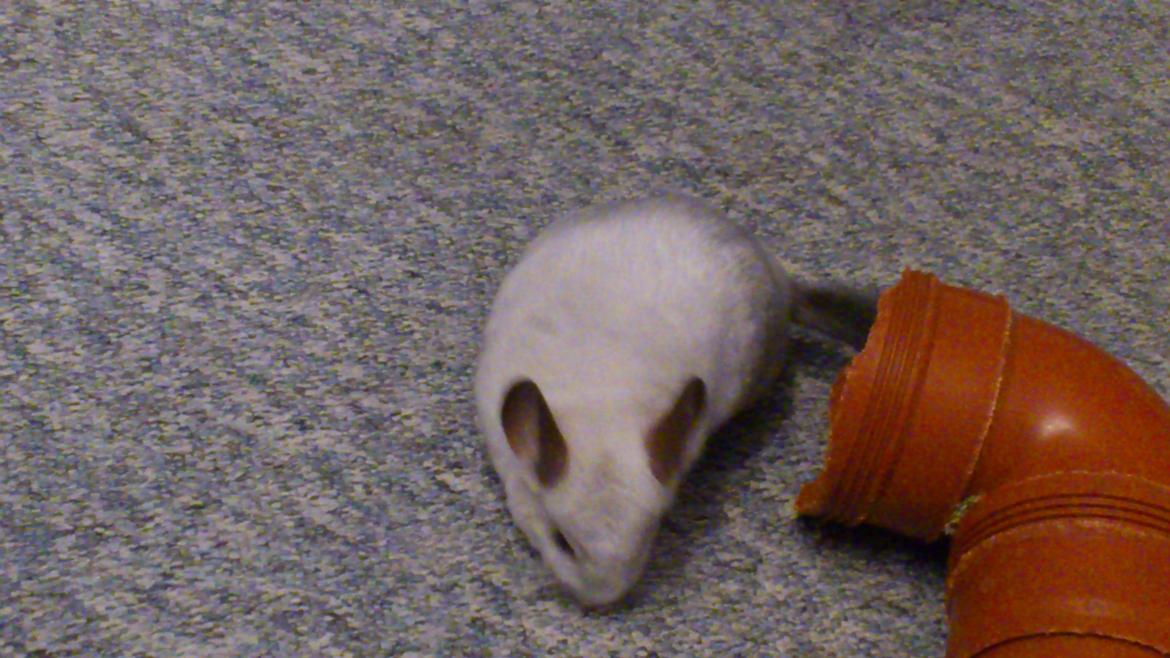Chinchilla Chico billede 13