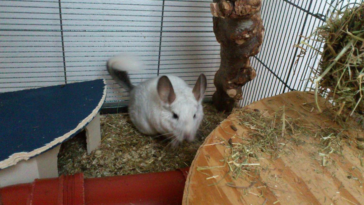 Chinchilla Chico billede 14