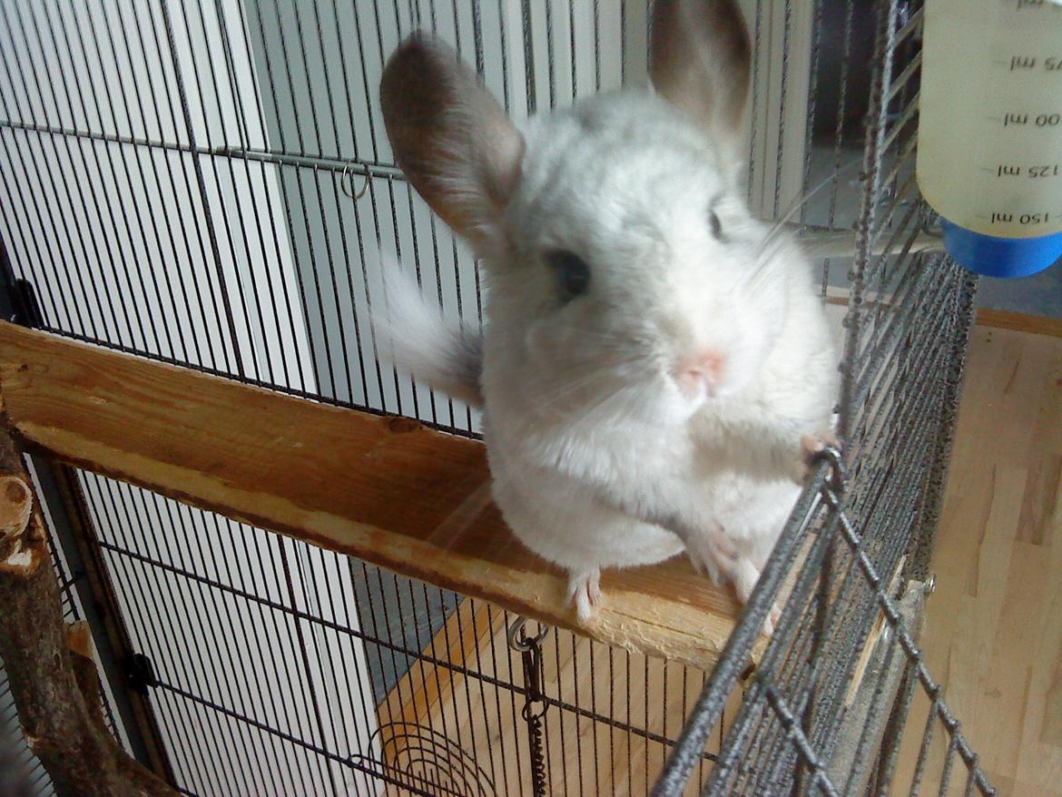 Chinchilla Chico billede 15