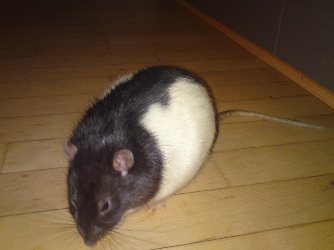 Tamrotte Stich billede 16