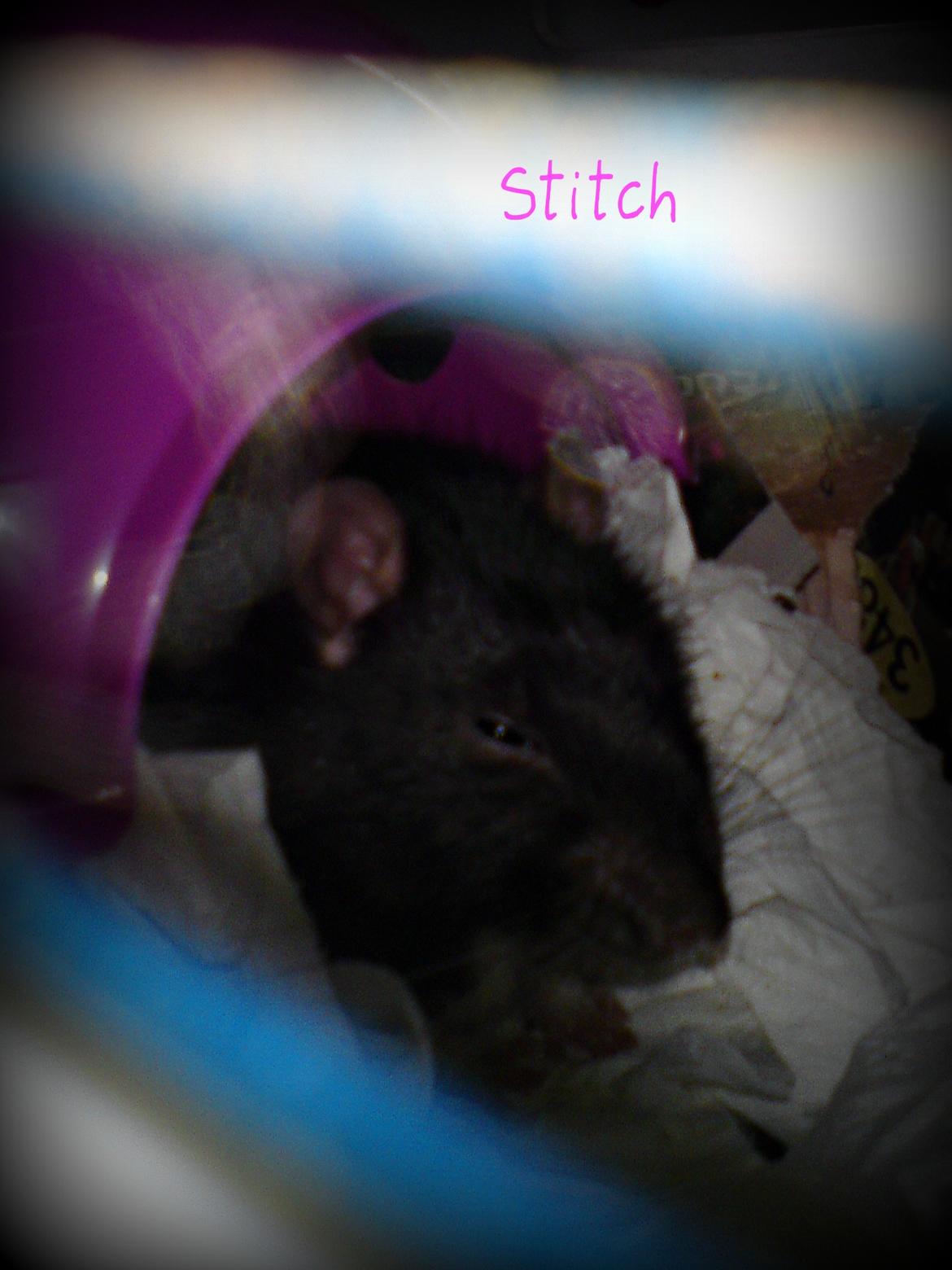 Tamrotte Stich billede 17