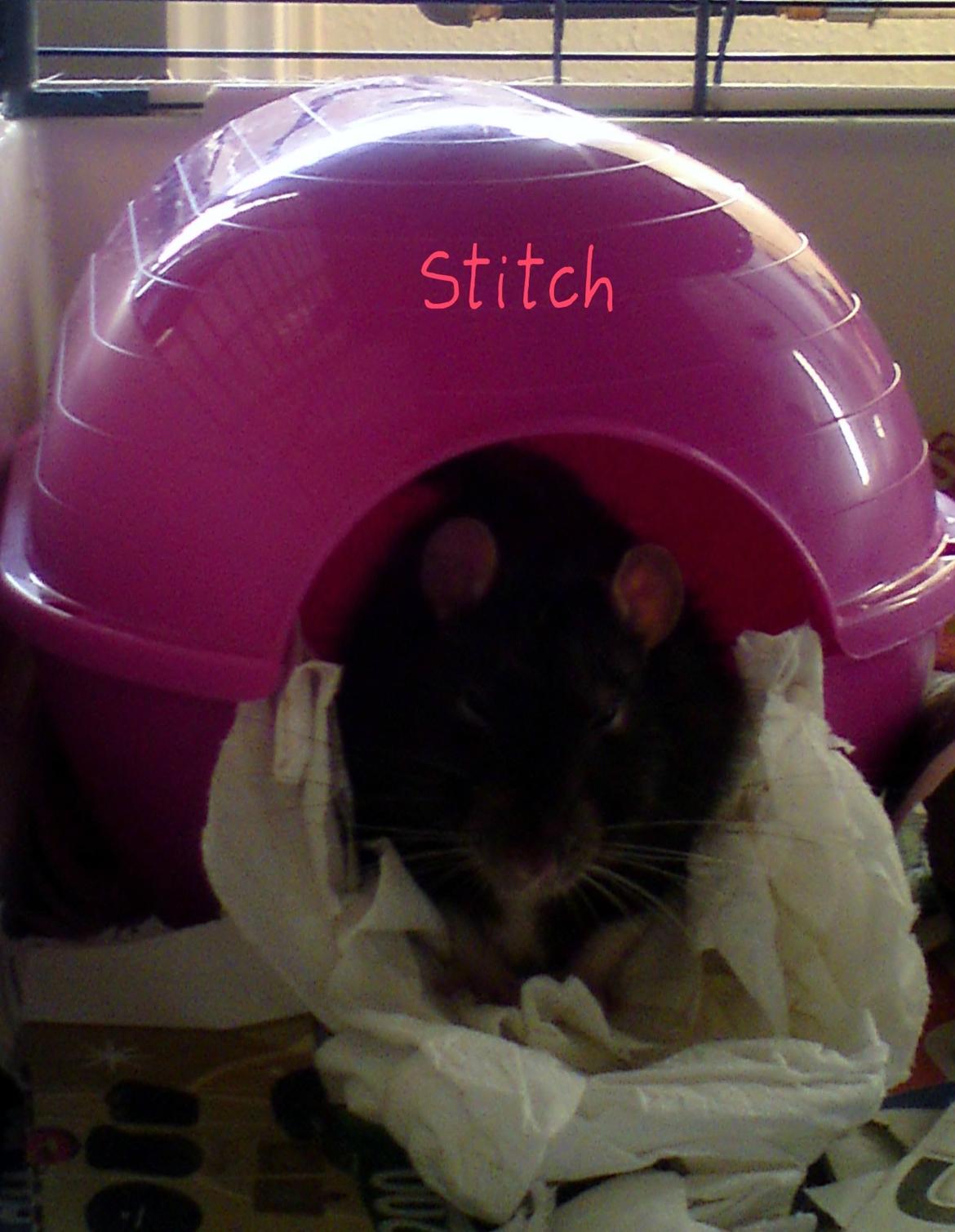 Tamrotte Stich billede 1