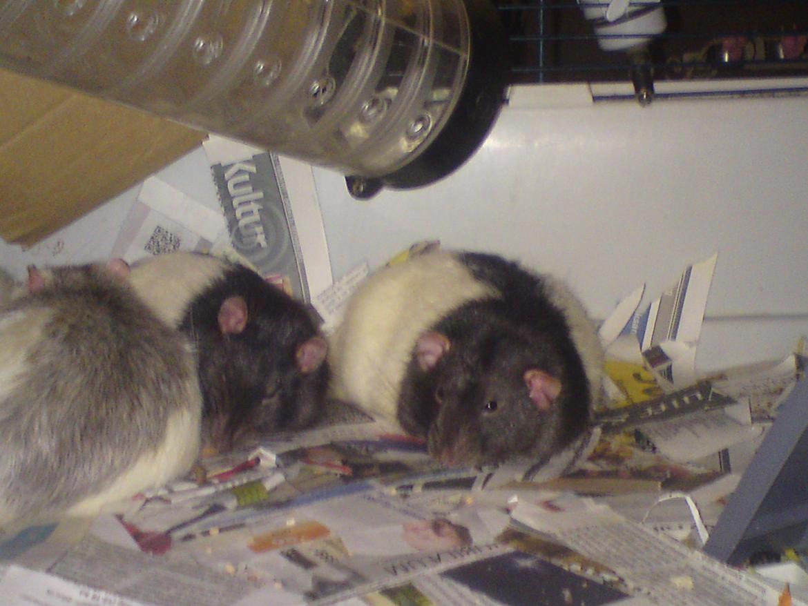 Tamrotte GR Saxofon billede 16