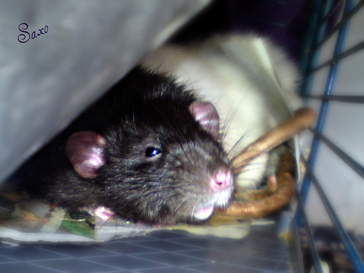 Tamrotte GR Saxofon billede 17