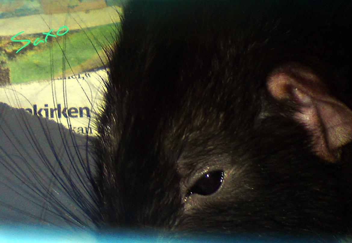 Tamrotte GR Saxofon billede 18