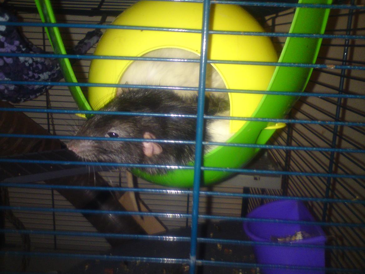 Tamrotte GR Saxofon billede 19