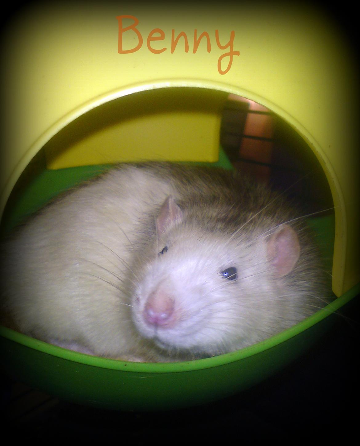 Tamrotte Benny billede 1