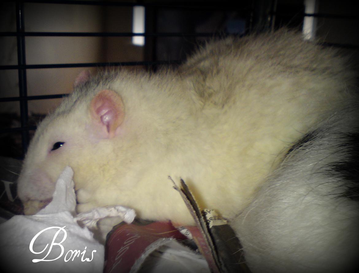 Tamrotte Boris billede 1