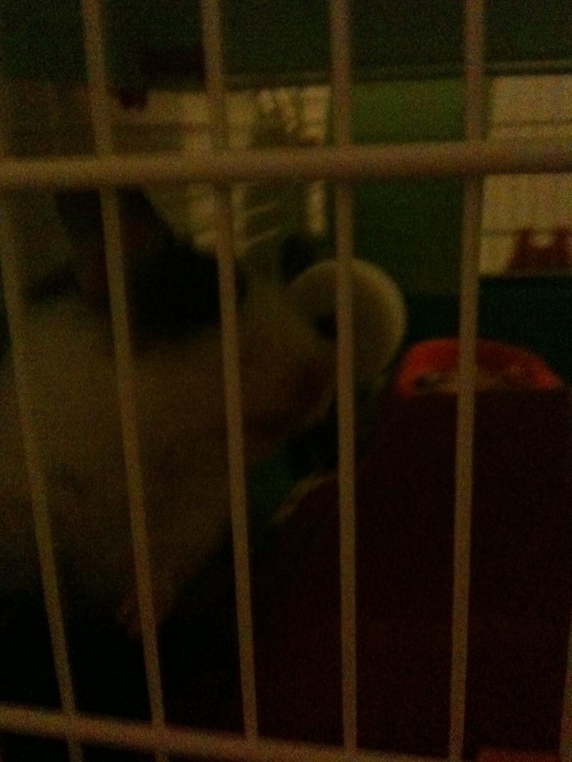 Hamster oskar R.I.P. elsket aldrig glemt billede 1