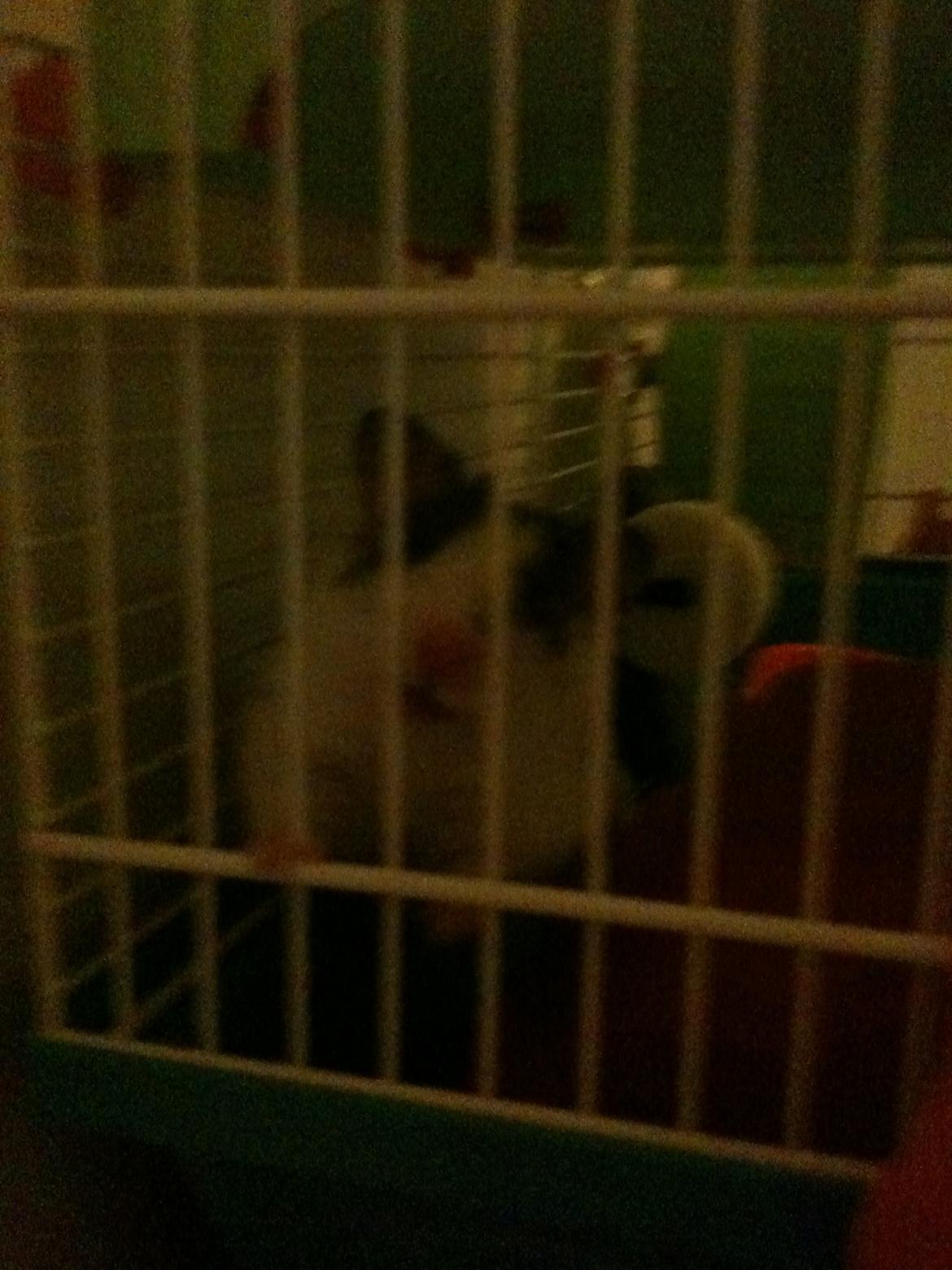 Hamster oskar R.I.P. elsket aldrig glemt billede 2