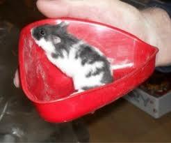 Hamster oskar R.I.P. elsket aldrig glemt billede 3