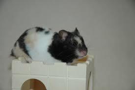 Hamster oskar R.I.P. elsket aldrig glemt billede 4