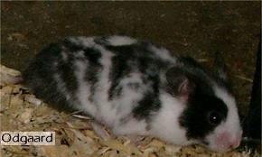 Hamster oskar R.I.P. elsket aldrig glemt billede 5