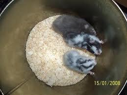 Hamster oskar R.I.P. elsket aldrig glemt billede 6